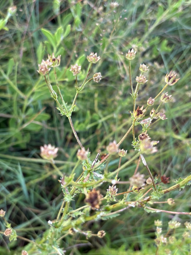 Alepidea setifera photo 3