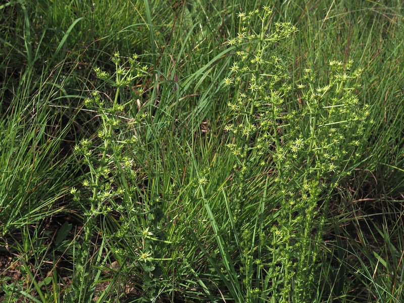 Alepidea setifera photo 4