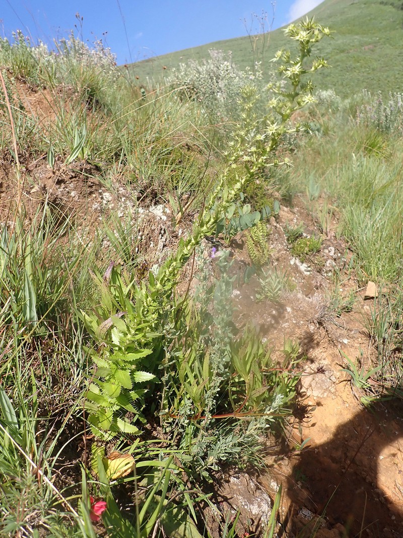 Alepidea setifera photo 5