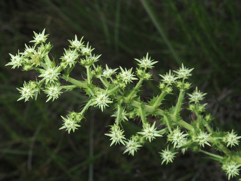 Alepidea setifera photo 6