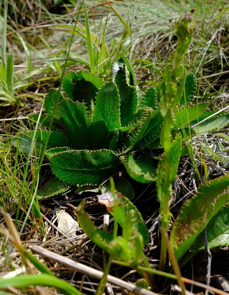 Alepidea setifera photo 7