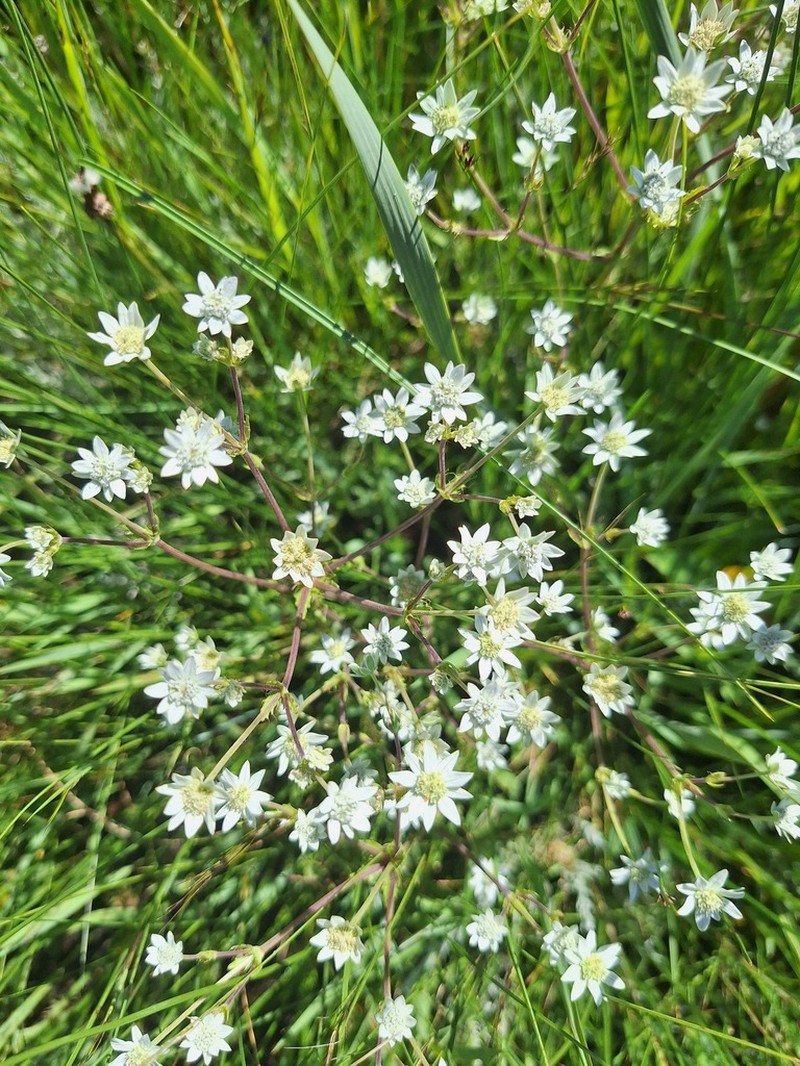 Alepidea setifera photo 8