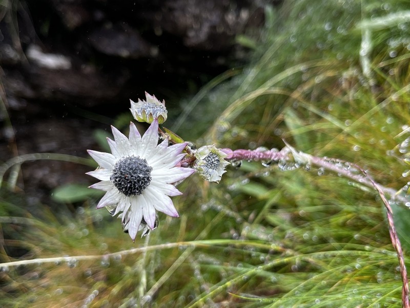 Alepidea thodei photo 6