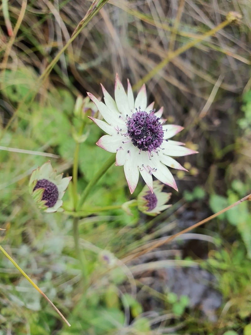 Alepidea thodei photo 7