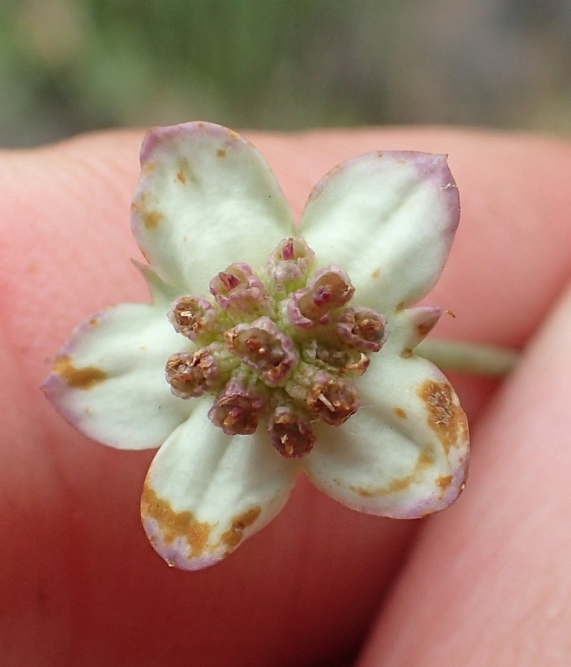 Alepidea woodii photo 3