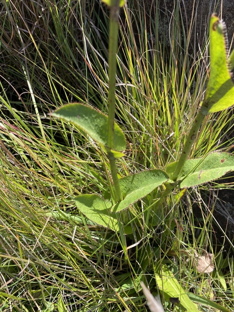 Alepidea woodii photo 4