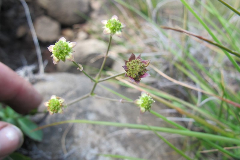 Alepidea woodii photo 5