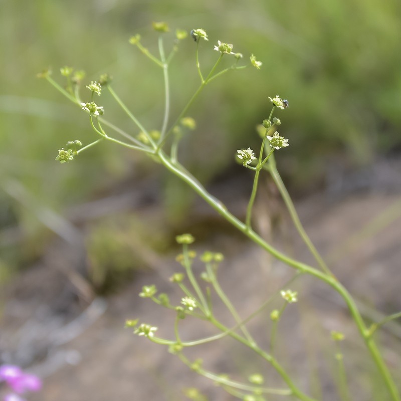 Alepidea woodii photo 6