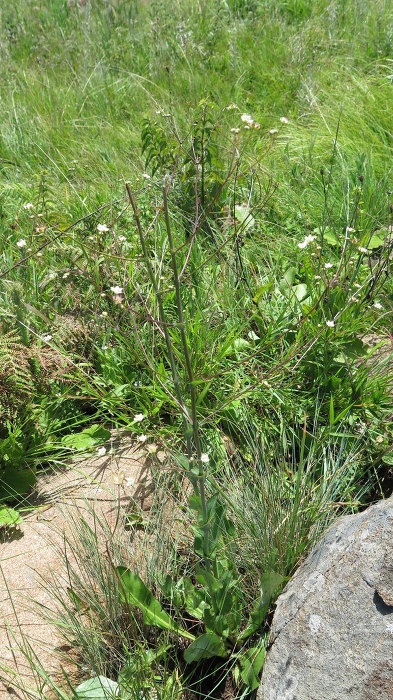 Alepidea woodii photo 8