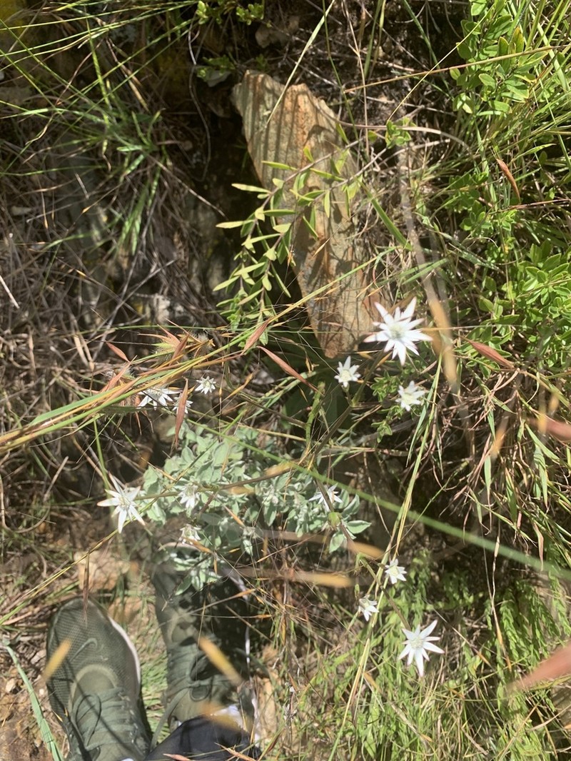 Alepidea wyliei photo 8