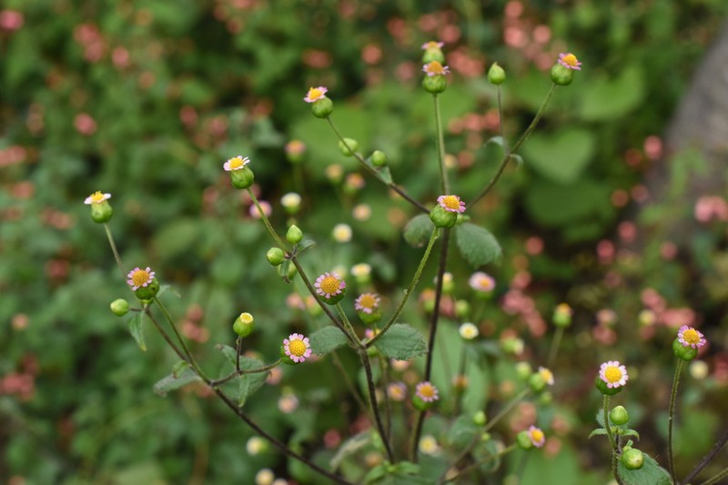 Alepidocline annua