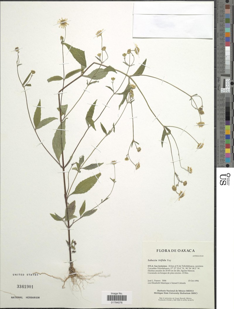 Alepidocline trifida photo 3