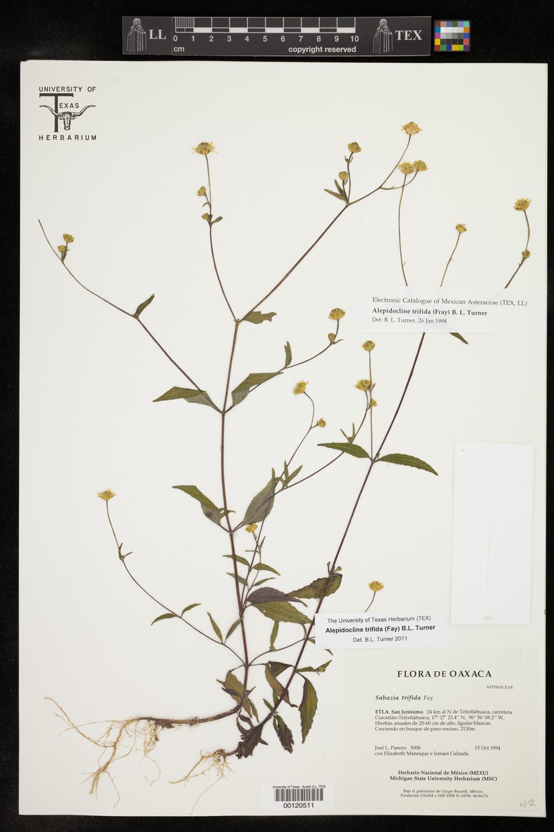 Alepidocline trifida photo 2
