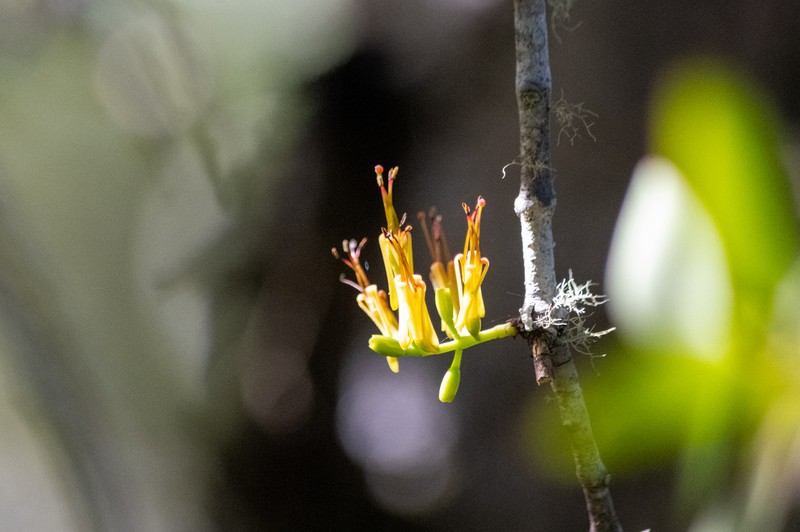 Alepis flavida photo 2