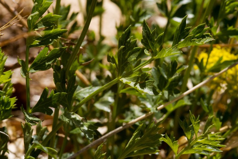 Stemless Indian Parsley