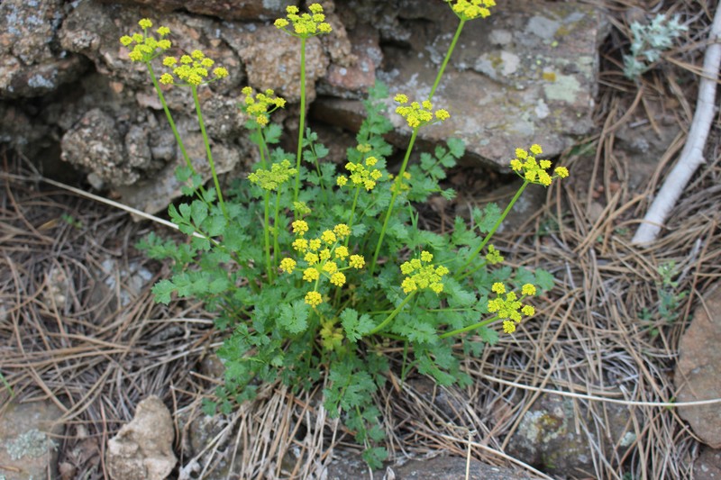 Stemless Indian Parsley photo 2