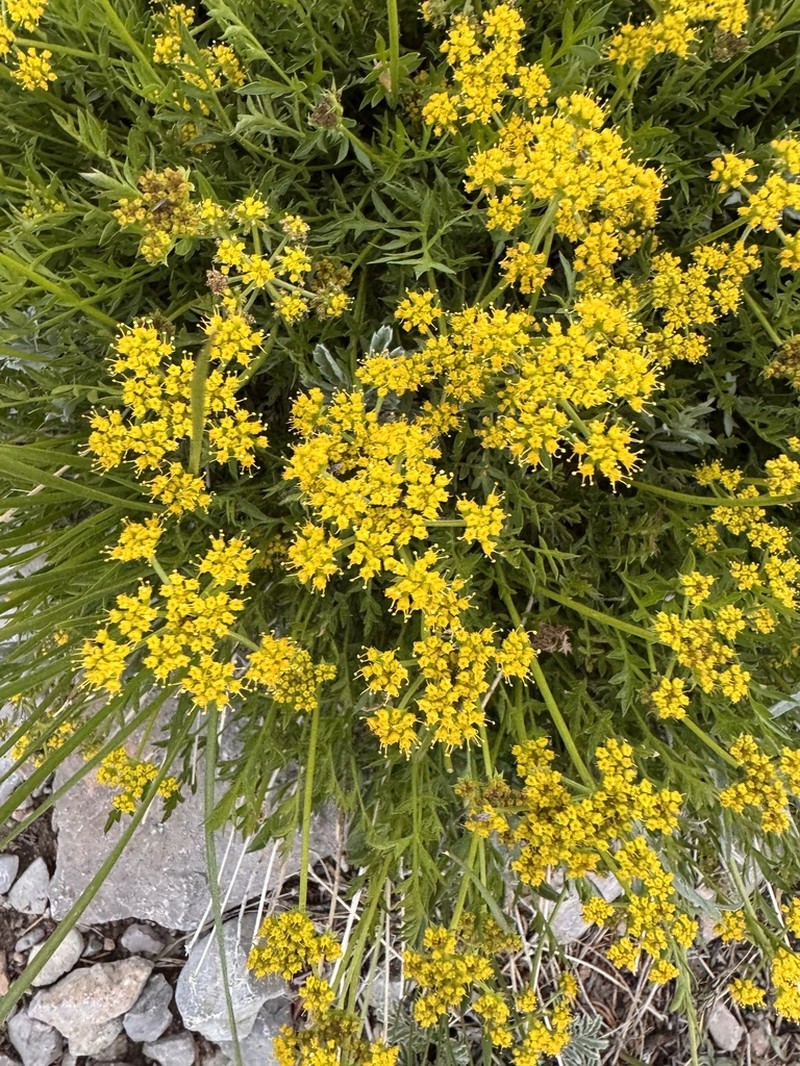 Stemless Indian Parsley photo 3