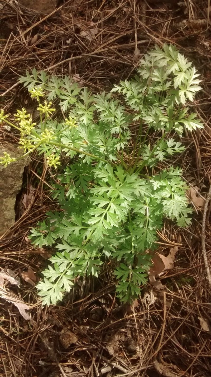 Stemless Indian Parsley photo 4