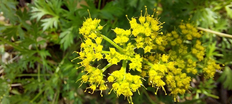 Stemless Indian Parsley photo 5