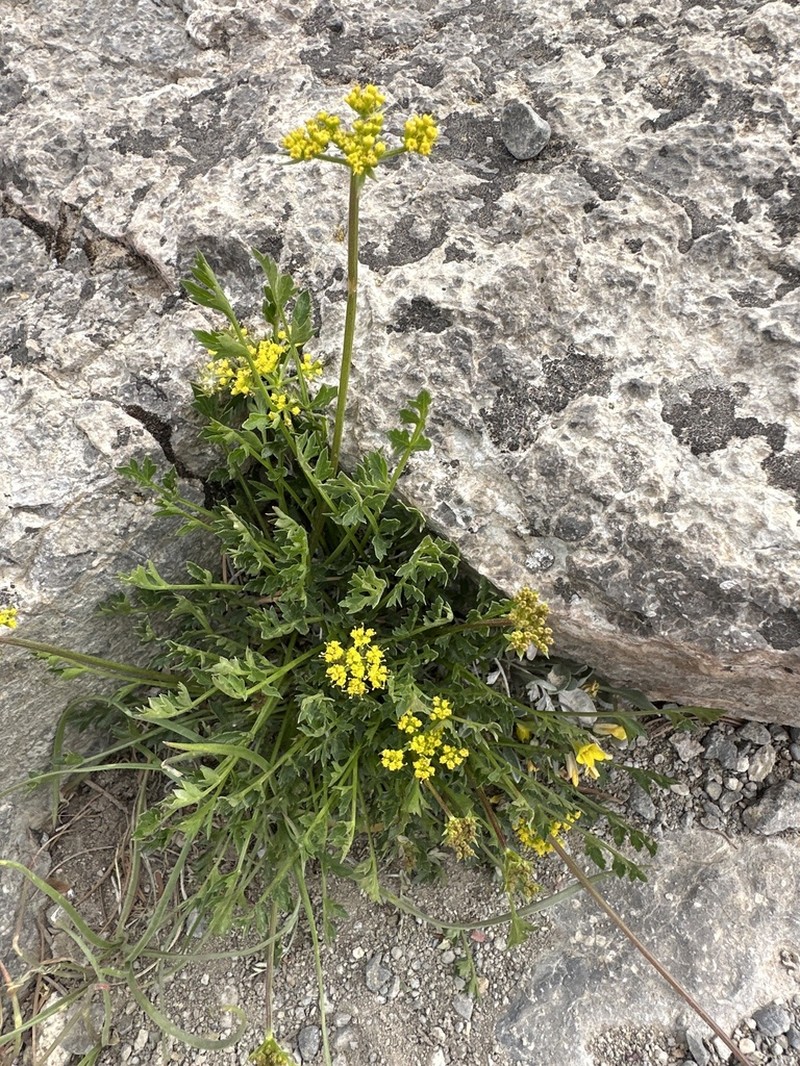 Stemless Indian Parsley photo 7