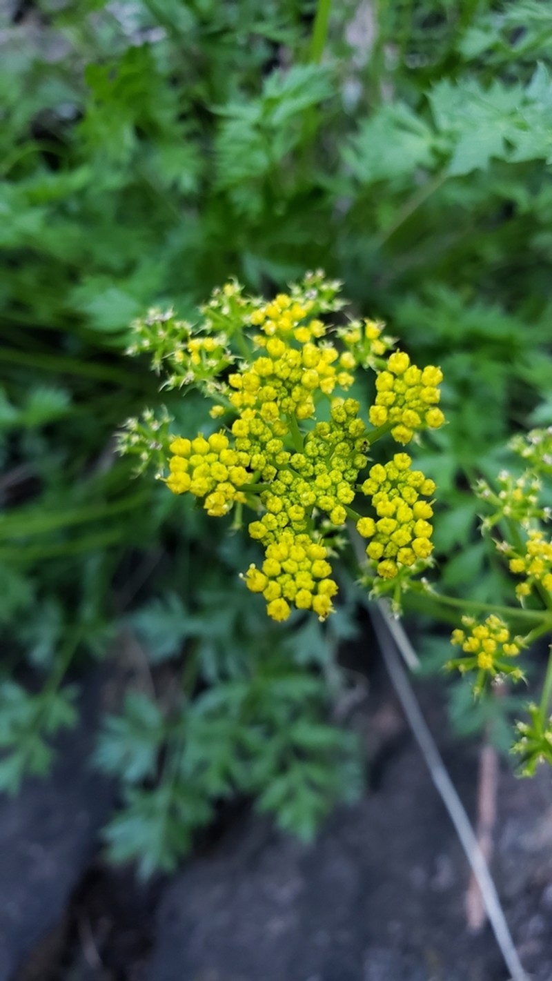 Stemless Indian Parsley photo 8