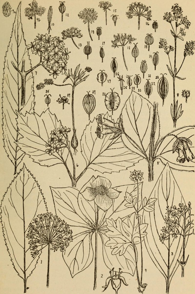 Rocky Mountain Indian Parsley