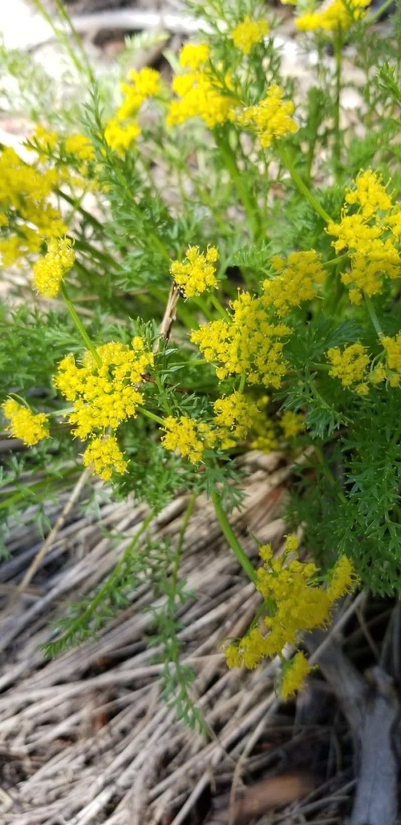 Rocky Mountain Indian Parsley