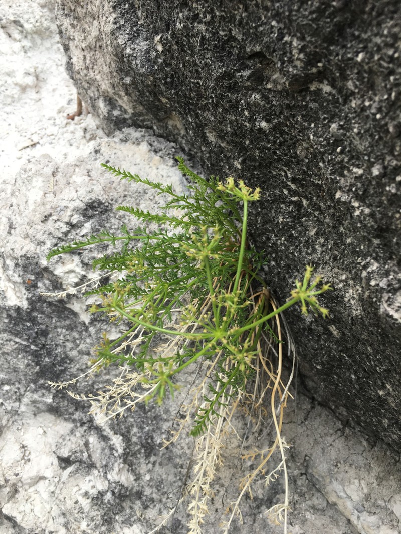 Rocky Mountain Indian Parsley photo 2