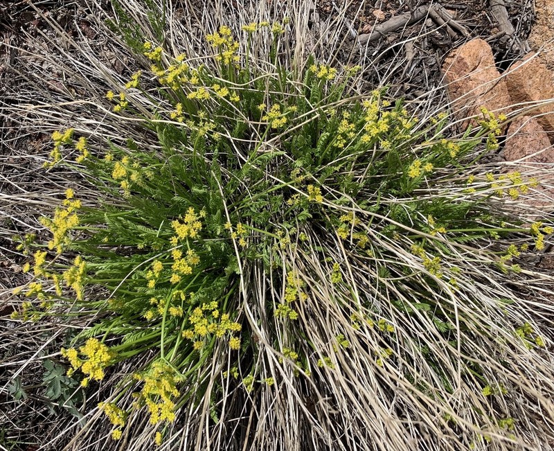 Rocky Mountain Indian Parsley photo 3