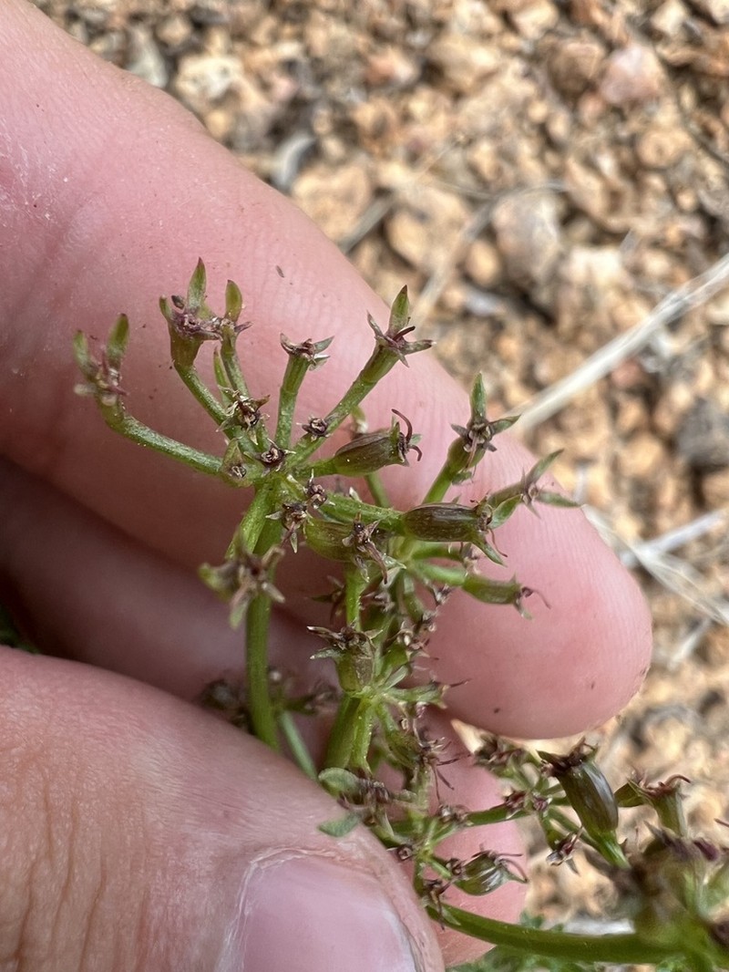 Rocky Mountain Indian Parsley photo 4