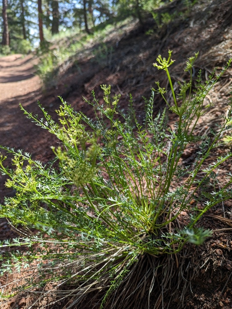 Rocky Mountain Indian Parsley photo 5