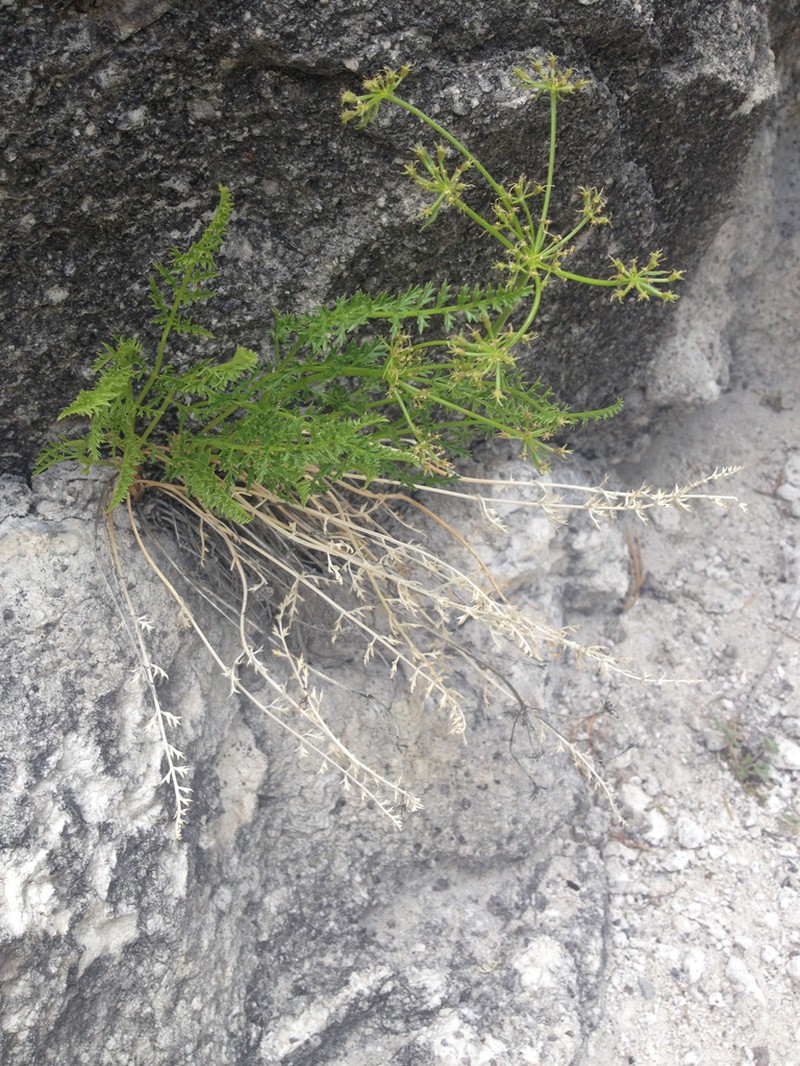 Rocky Mountain Indian Parsley photo 6