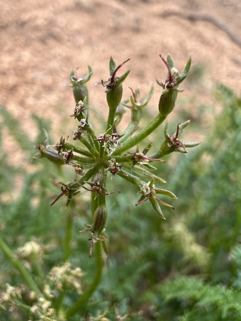 Rocky Mountain Indian Parsley photo 7