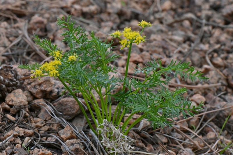 Rocky Mountain Indian Parsley photo 8