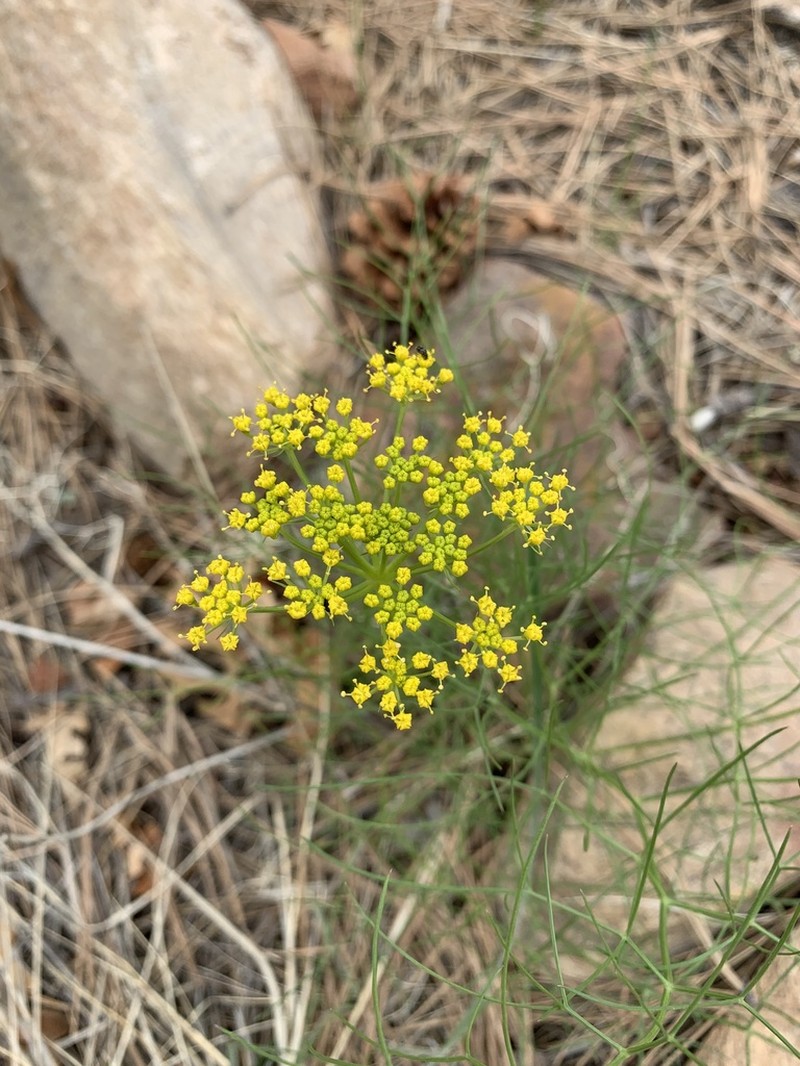 Trans-Pecos Indian Parsley