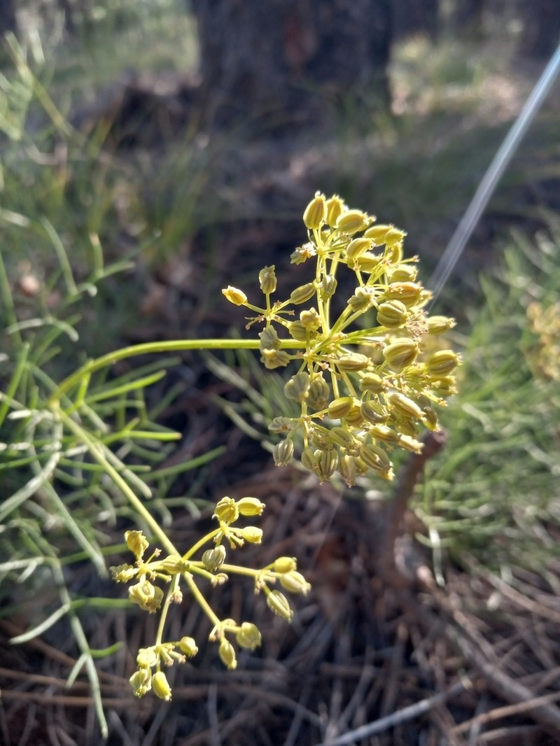 Trans-Pecos Indian Parsley photo 2