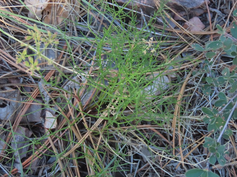Trans-Pecos Indian Parsley photo 3