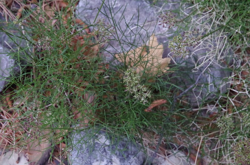 Trans-Pecos Indian Parsley photo 4