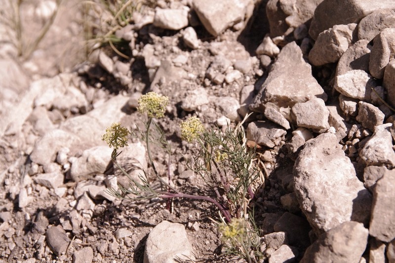 Trans-Pecos Indian Parsley photo 5