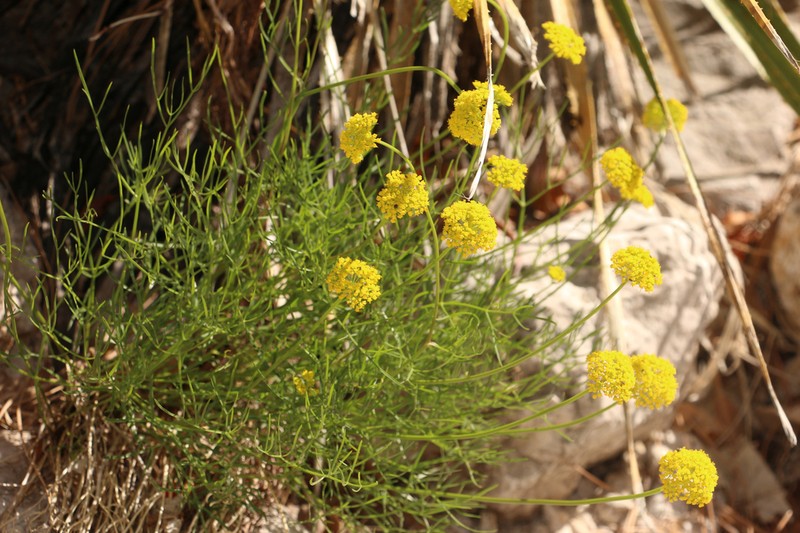 Trans-Pecos Indian Parsley photo 6