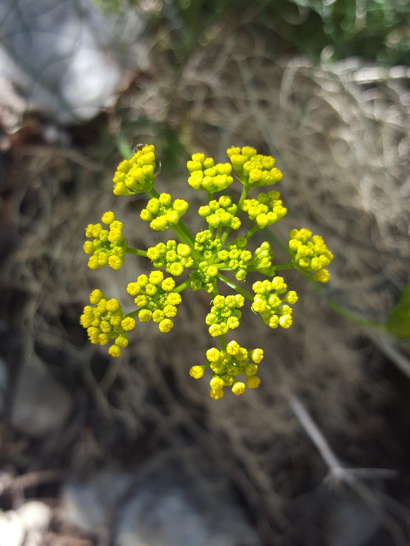 Trans-Pecos Indian Parsley photo 7