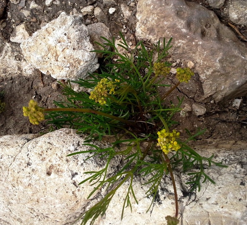 Trans-Pecos Indian Parsley photo 8
