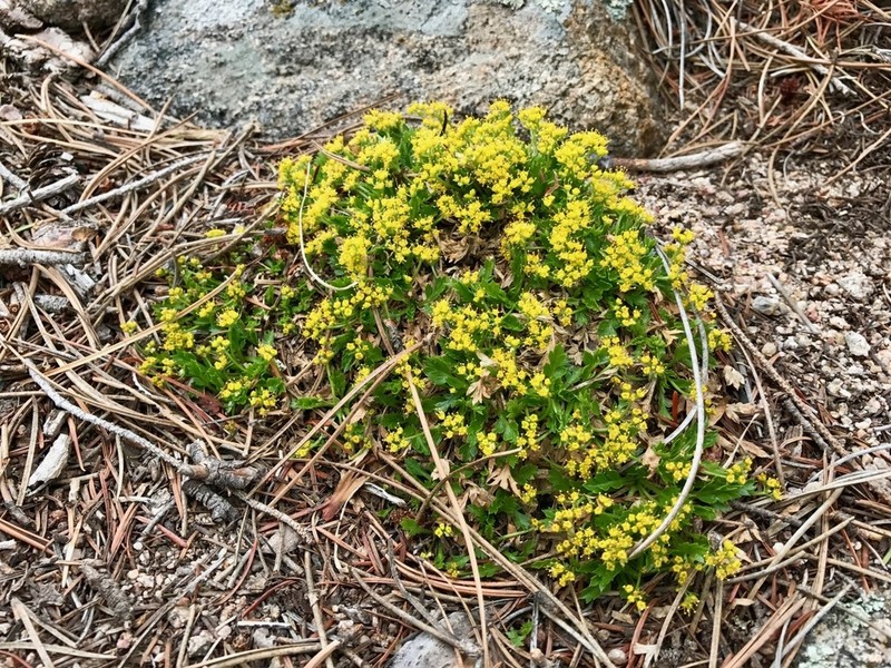 Colorado Aletes