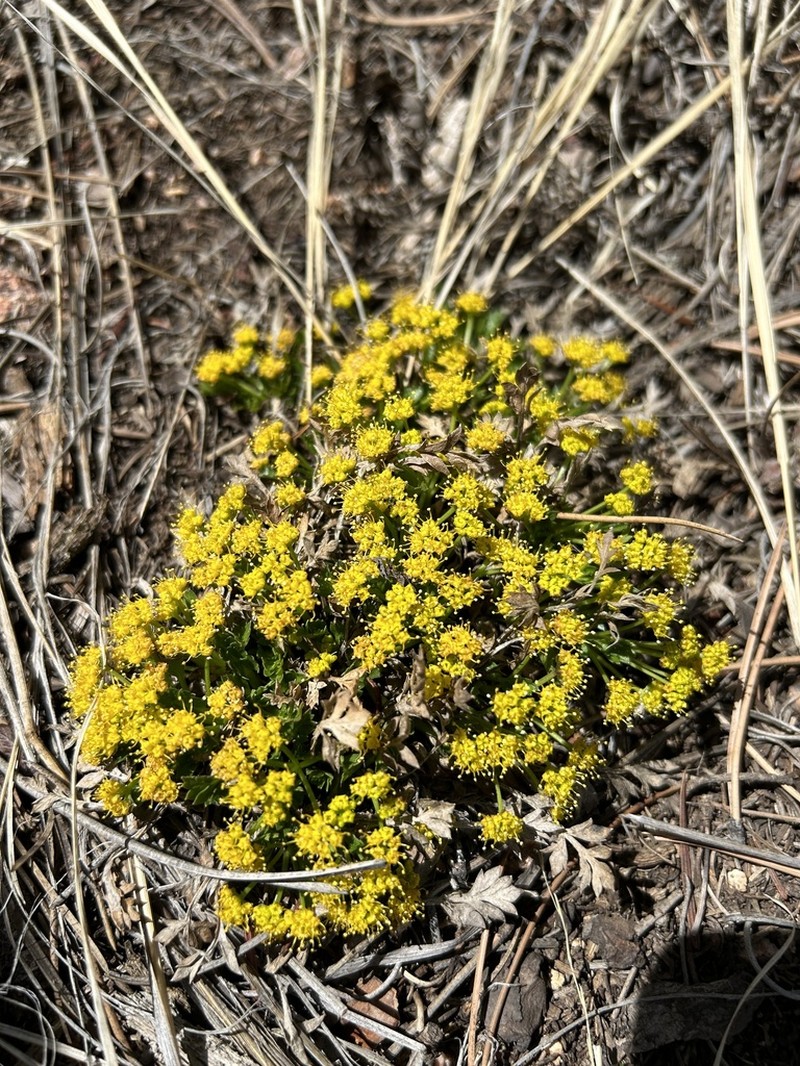 Colorado Aletes photo 2