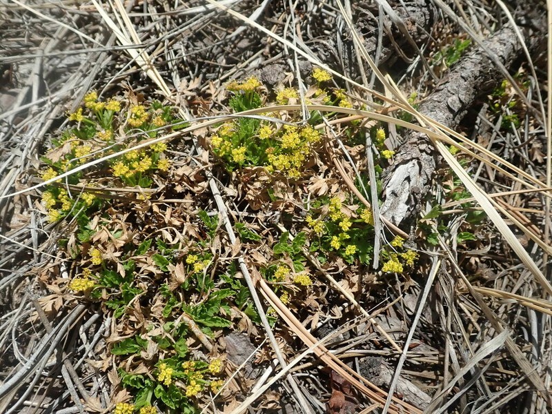 Colorado Aletes photo 5
