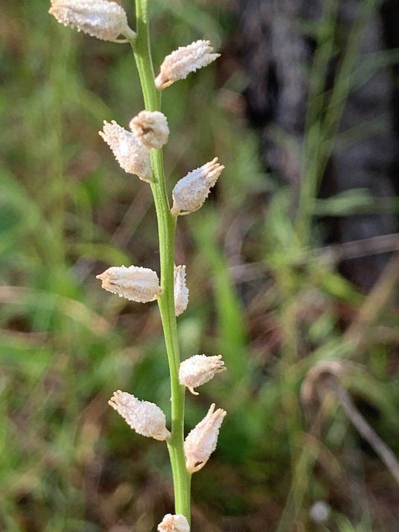 Colicroot