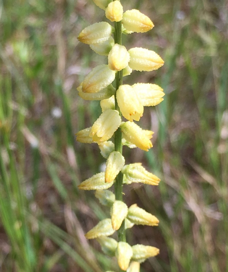 Colicroot photo 2