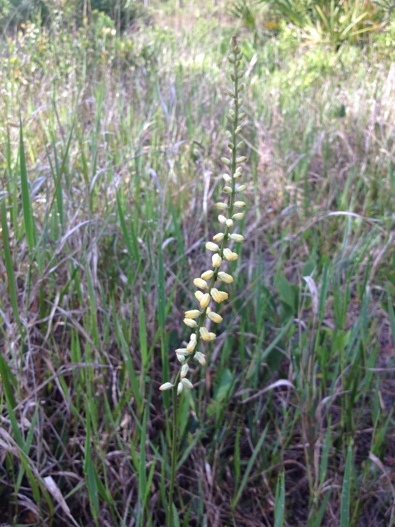 Colicroot photo 3