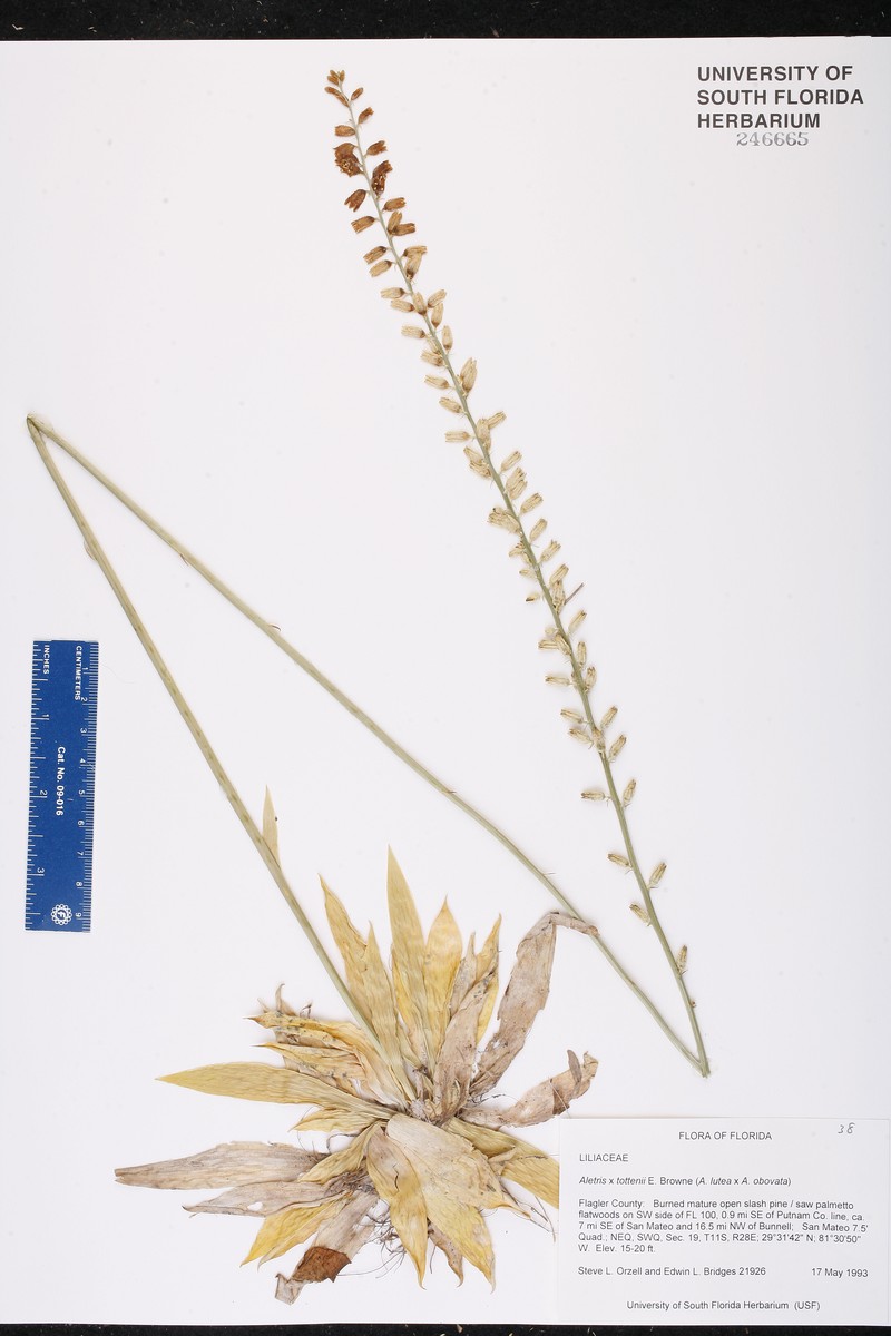 Colicroot photo 4
