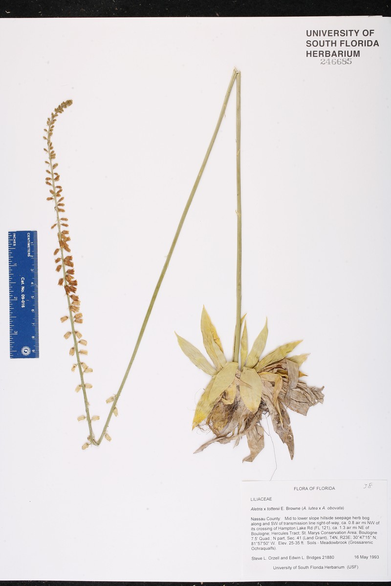 Colicroot photo 5